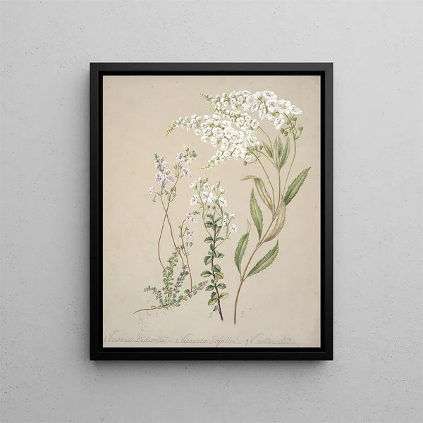 Véronique - Sarah Featon — ingelijst kunstwerk aan de muur