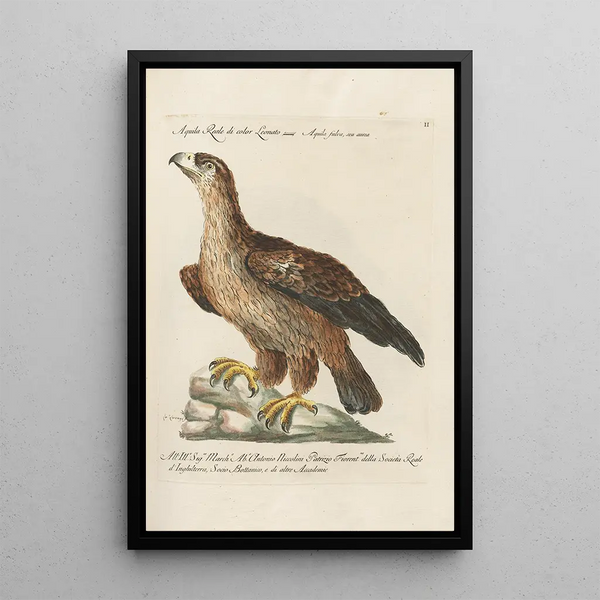 Ornithology Painting methodically arranged Pl002 - Saverio Manetti — framed artwork on a wall