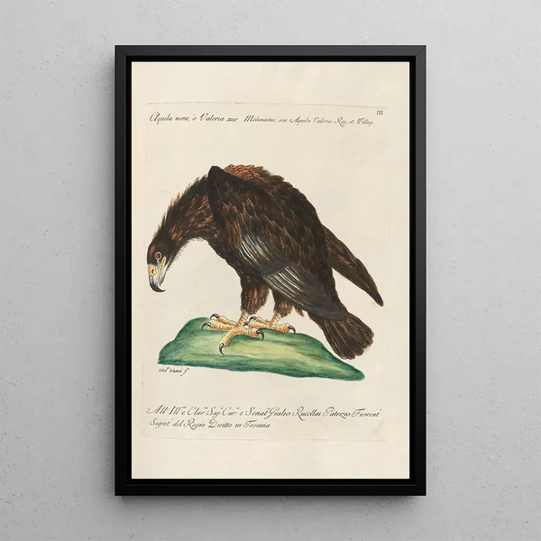 Ornithology Painting methodically arranged Pl003 - Saverio Manetti — framed artwork on a wall
