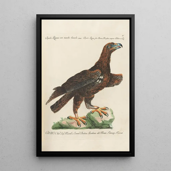 Ornithology Painting methodically arranged Pl004 - Saverio Manetti — framed artwork on a wall