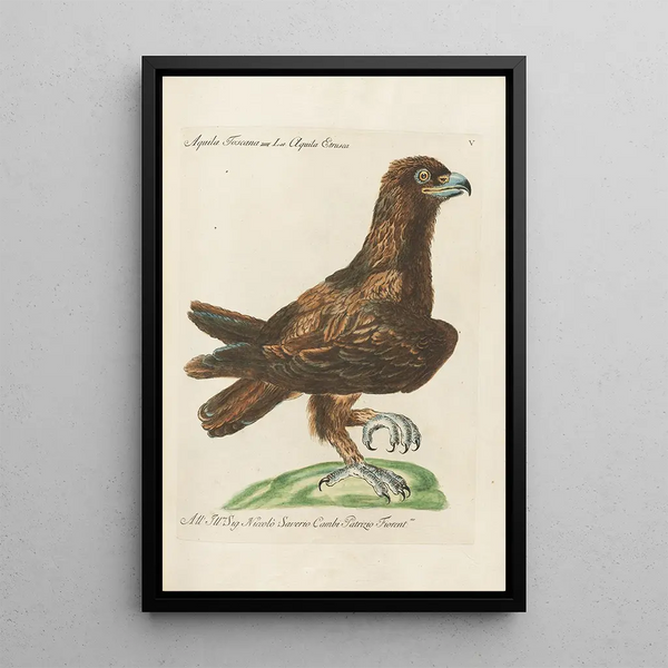 Ornithology painting methodically arranged Pl005 - Saverio Manetti — framed artwork on a wall