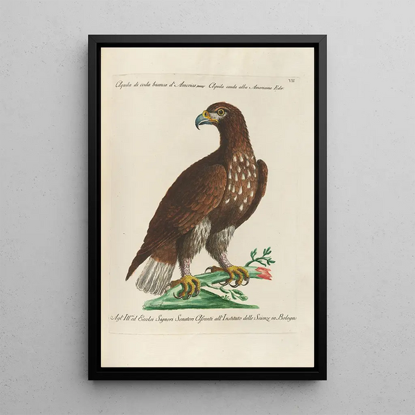 Ornithology Painting methodically arranged Pl007 - Saverio Manetti — framed artwork on a wall