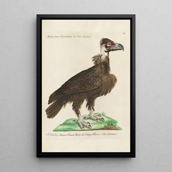Ornithology Painting methodically arranged Pl009 - Saverio Manetti — framed artwork on a wall