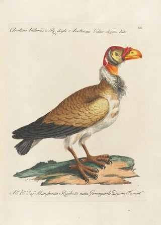 Saverio Manetti - Ornithologia methodice digesta Pl012.webp