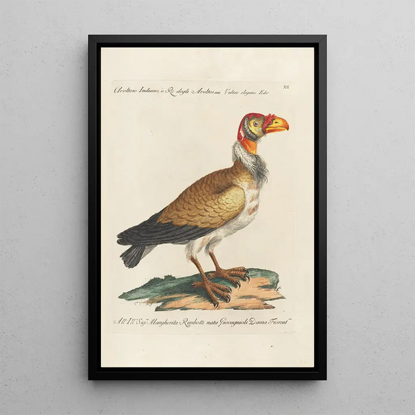 Ornithology Painting methodically arranged Pl012 - Saverio Manetti — framed artwork on a wall