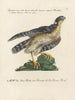 Vogelkennis systematisch geordend Pl020 - Saverio Manetti — weergave van het kunstwerk