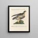 Vogelkennis systematisch geordend Pl020 - Saverio Manetti — ingelijst kunstwerk aan de muur