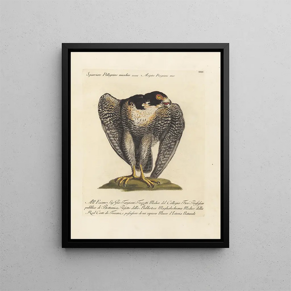 Vogelkennis systematisch geordend Pl023 - Saverio Manetti — ingelijst kunstwerk aan de muur