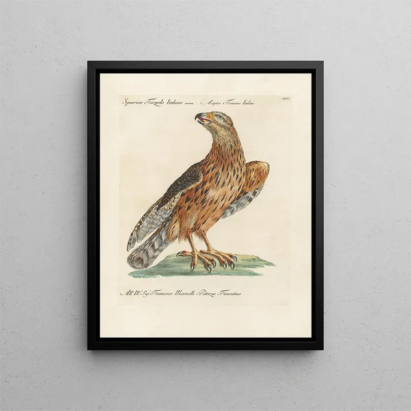 Vogelkennis systematisch verwerkt Pl026 - Saverio Manetti — ingelijst kunstwerk aan de muur