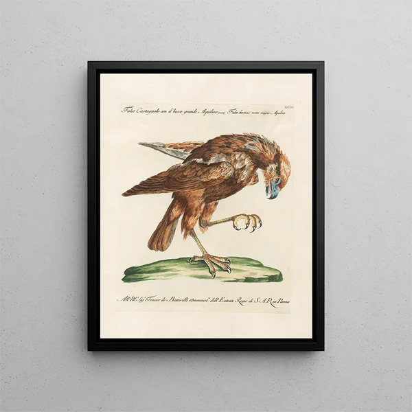 Vogelkennis systematisch geordend Pl032 - Saverio Manetti — ingelijst kunstwerk aan de muur