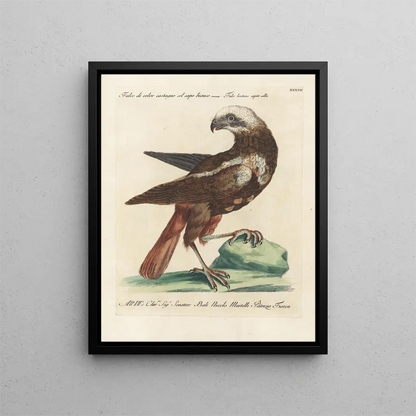 Vogelwereld systematisch geordend Schilderij Pl033 - Saverio Manetti — ingelijst kunstwerk aan de muur