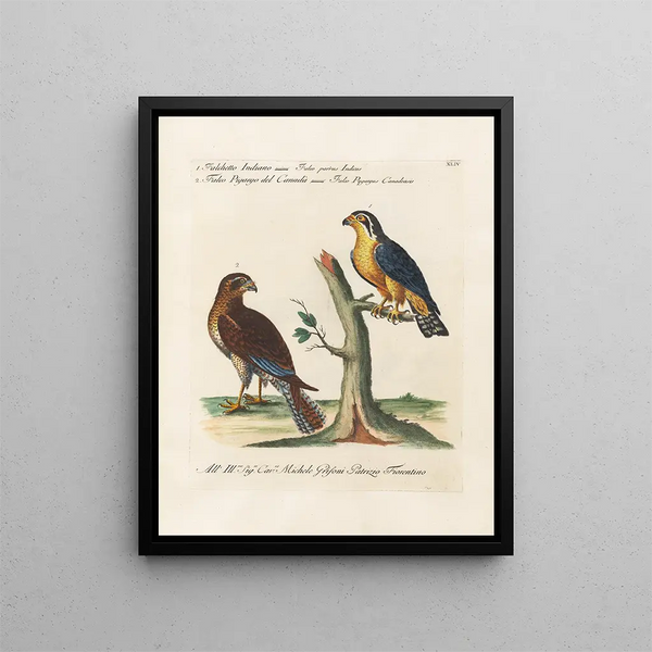 Vogelkennis systematisch verwerkt Pl044 - Saverio Manetti — ingelijst kunstwerk aan de muur