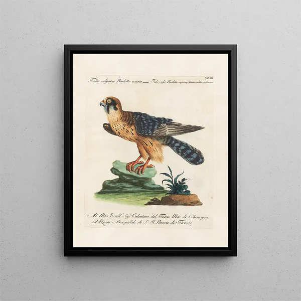 Vogelkennis systematisch geordend Pl048 - Saverio Manetti — ingelijst kunstwerk aan de muur