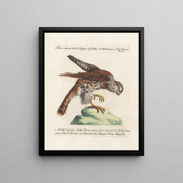 Vogelkennis systematisch geordend Pl050 - Saverio Manetti — ingelijst kunstwerk aan de muur