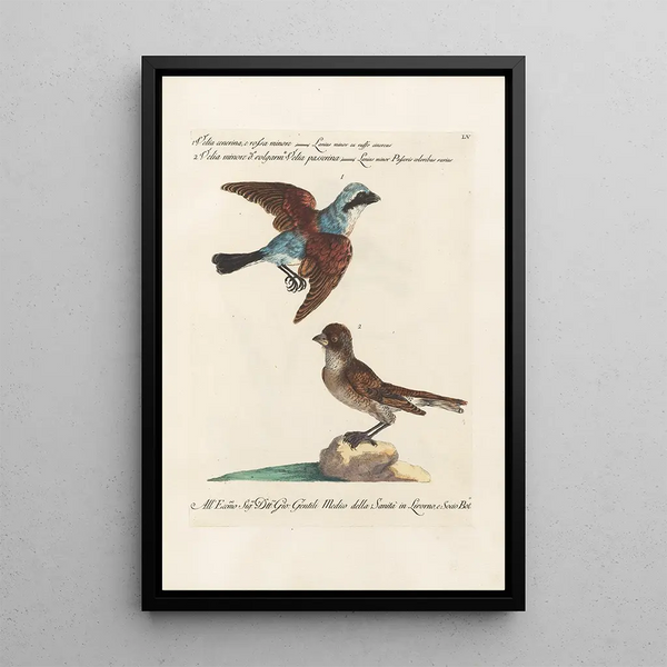 Ornithology Painting methodically arranged Pl055 - Saverio Manetti — framed artwork on a wall