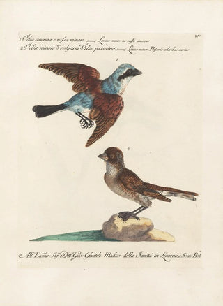 Saverio Manetti - Ornithologia methodice digesta Pl055.webp