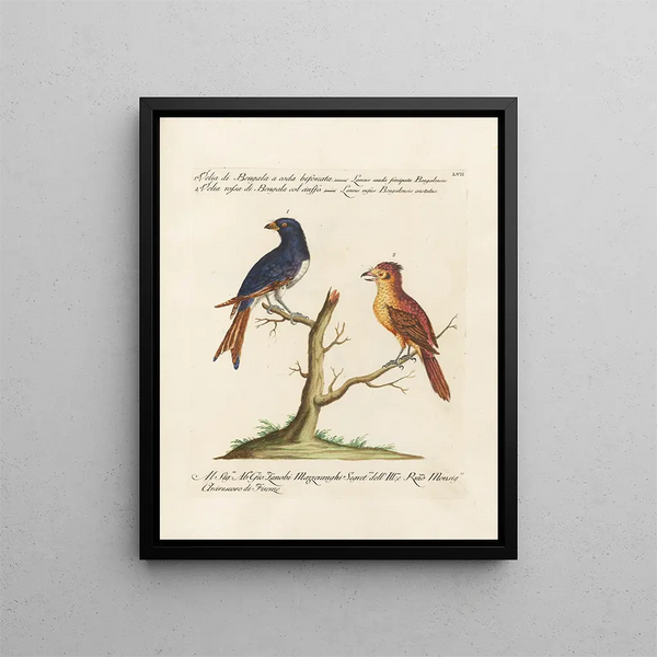 Vogelkennis systematisch geordend Pl057 - Saverio Manetti — ingelijst kunstwerk aan de muur