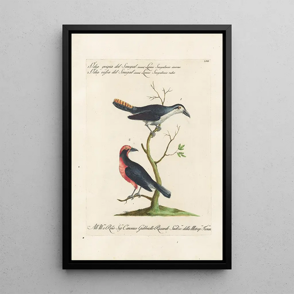 Ornithology Painting methodically arranged Pl061 - Saverio Manetti — framed artwork on a wall