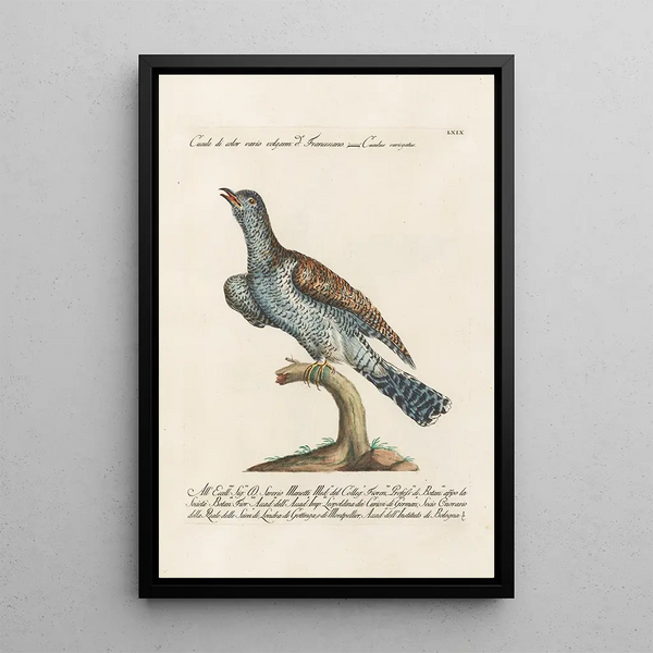 Ornithology Painting methodically arranged Pl069 - Saverio Manetti — framed artwork on a wall