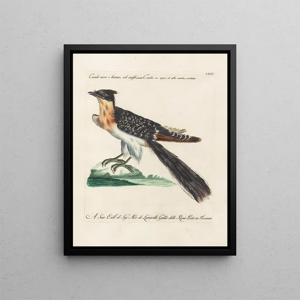 Ornithologie methodisch verteerd Pl071 - Saverio Manetti — ingelijst kunstwerk aan de muur