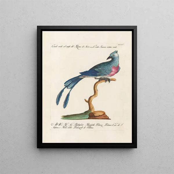 Vogelkennis systematisch verwerkt Pl075 - Saverio Manetti — ingelijst kunstwerk aan de muur