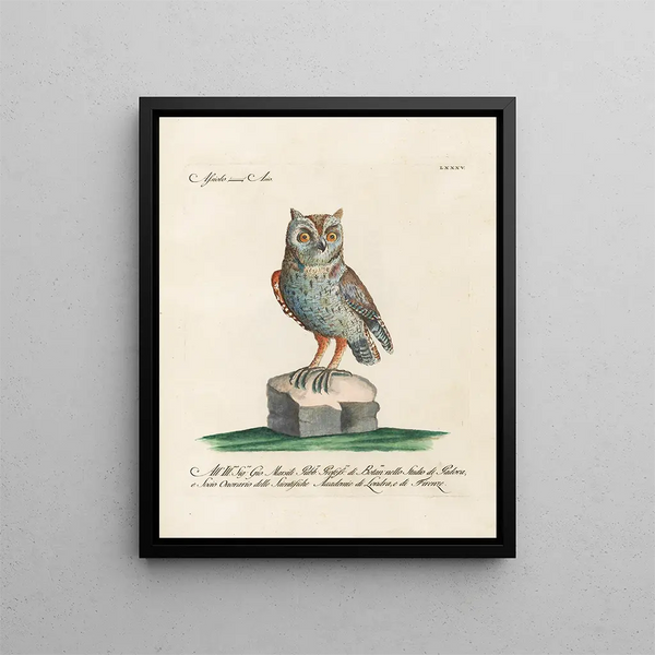 Vogelkennis systematisch geordend Pl085 - Saverio Manetti — ingelijst kunstwerk aan de muur
