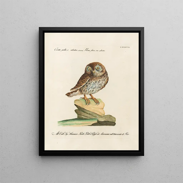 Vogelkennis systematisch verwerkt Pl087 - Saverio Manetti — ingelijst kunstwerk aan de muur