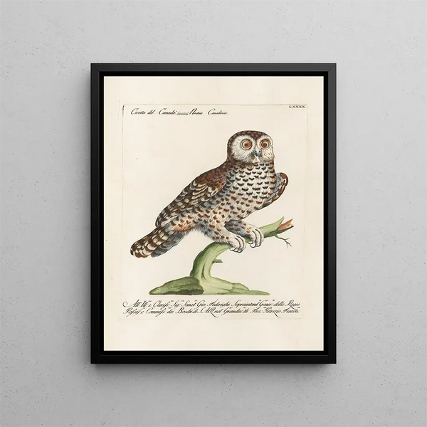Vogelwereld systematisch gedigesterd Schilderij Pl090 - Saverio Manetti — ingelijst kunstwerk aan de muur