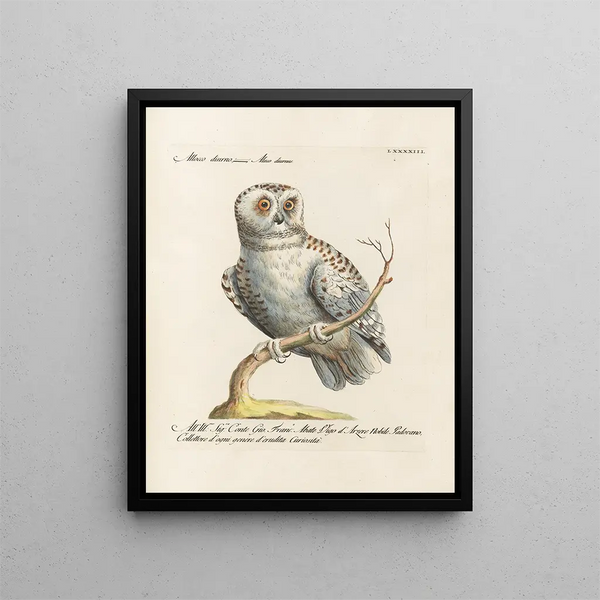 Vogelwereld systematisch geordend Schilderij Pl093 - Saverio Manetti — ingelijst kunstwerk aan de muur