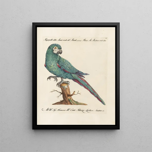 L'ornithologie methodisch verteerd Pl101 - Saverio Manetti — ingelijst kunstwerk aan de muur