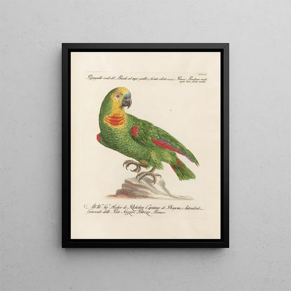 Vogelwereld systematisch geordend Schilderij Pl108 - Saverio Manetti — ingelijst kunstwerk aan de muur