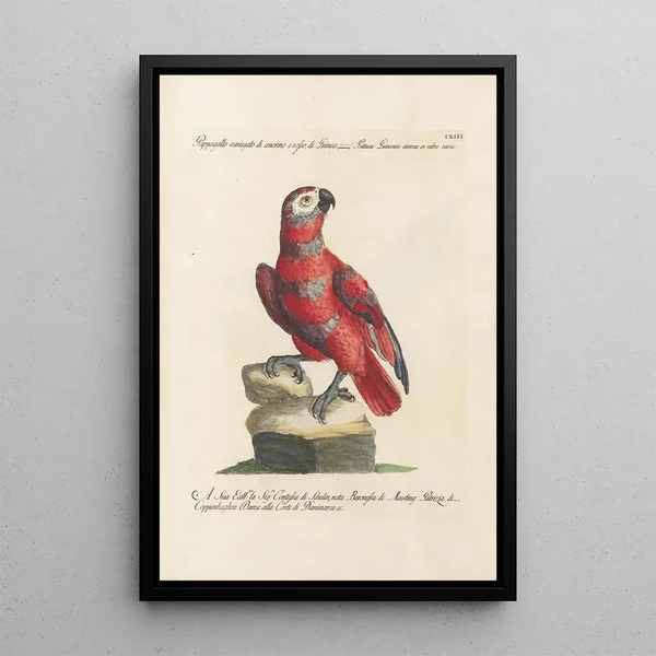 Ornithology Painting methodically arranged Pl113 - Saverio Manetti — framed artwork on a wall