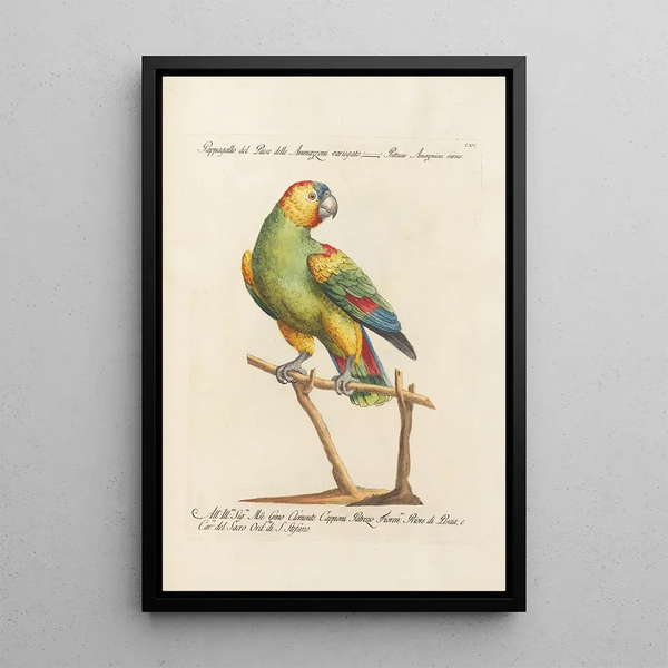 Ornithology Painting methodically arranged Pl115 - Saverio Manetti — framed artwork on a wall