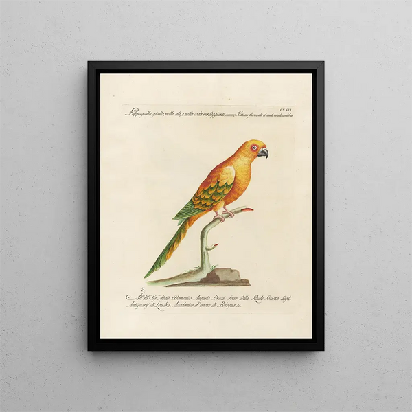 L'ornithologie methodisch verteerd Schilderij Pl122 - Saverio Manetti — ingelijst kunstwerk aan de muur