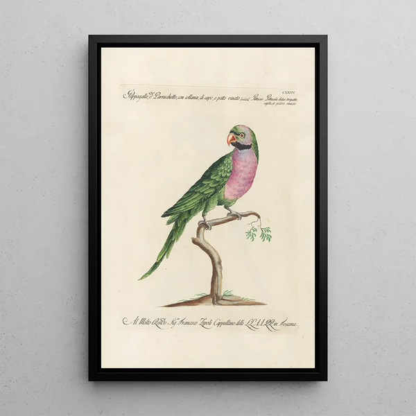 Ornithology methodically arranged Pl124 - Saverio Manetti — framed artwork on a wall