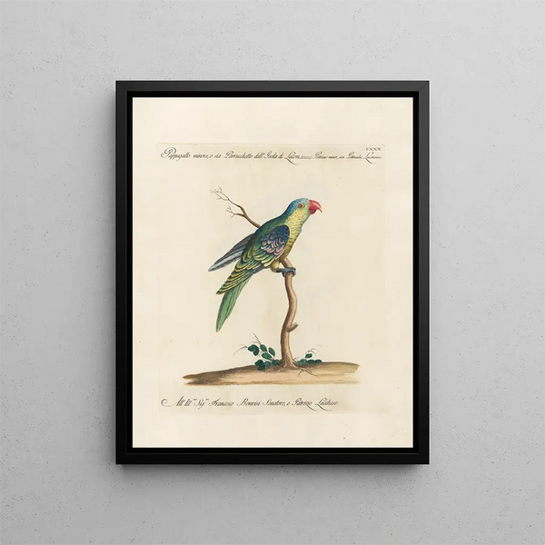 Ornithologie methodisch verteerd Pl127 - Saverio Manetti — ingelijst kunstwerk aan de muur
