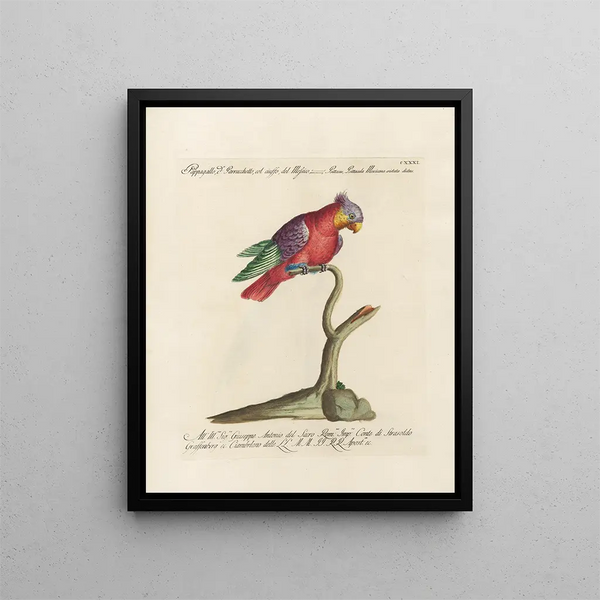 Ornithologie methodisch verteerd Pl128 - Saverio Manetti — ingelijst kunstwerk aan de muur