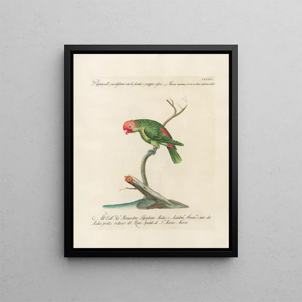 Vogelkennis systematisch geordend Pl131 - Saverio Manetti — ingelijst kunstwerk aan de muur