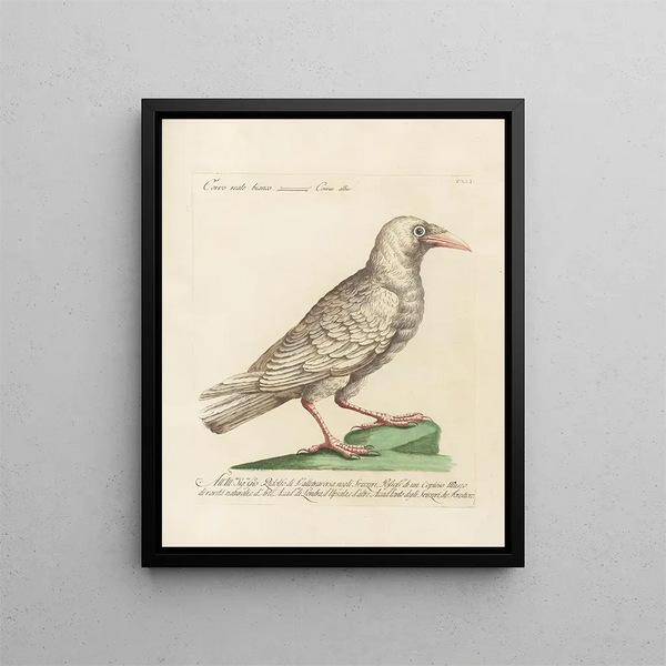 Vogelkennis systematisch geordend Pl138 - Saverio Manetti — ingelijst kunstwerk aan de muur