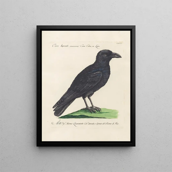 Vogelwereld systematisch geordend Schilderij Pl140 - Saverio Manetti — ingelijst kunstwerk aan de muur