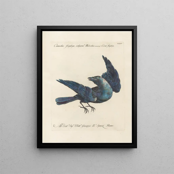 Vogelkennis systematisch geordend Pl142 - Saverio Manetti — ingelijst kunstwerk aan de muur
