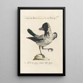 Saverio Manetti - Ornithologia methodice digesta Pl143.webp