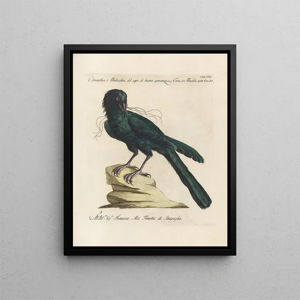 Vogelkennis systematisch geordend Pl145 - Saverio Manetti — ingelijst kunstwerk aan de muur