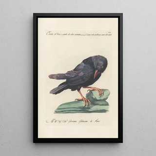 Saverio Manetti - Ornithologia methodice digesta Pl147.webp