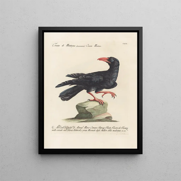 Vogelwereld systematisch geordend Schilderij Pl149 - Saverio Manetti — ingelijst kunstwerk aan de muur