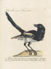 Ornithologie methodisch verteerd Pl152 - Saverio Manetti — weergave van het kunstwerk