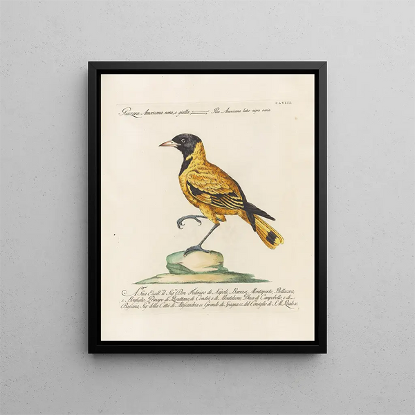 Vogelkennis systematisch gedigesteerd Pl153 - Saverio Manetti — ingelijst kunstwerk aan de muur