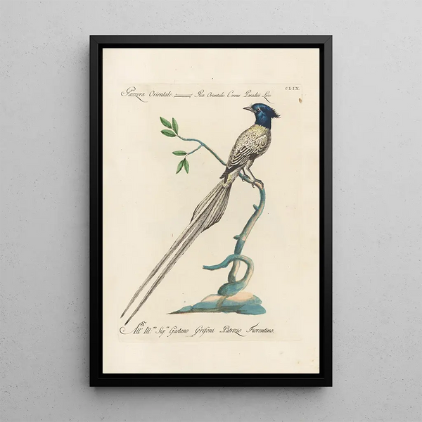 Ornithologia methodice digesta Pl154 - Saverio Manetti — ingelijst kunstwerk aan de muur
