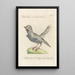 Ornithologia methodice digesta Pl157 - Saverio Manetti — ingelijst kunstwerk aan de muur