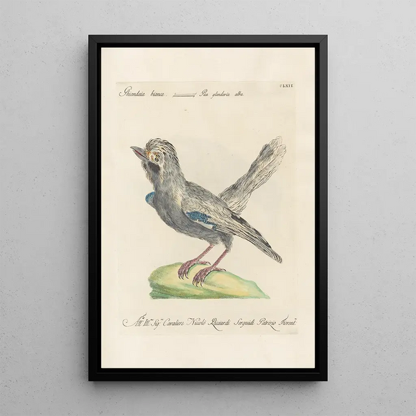 Ornithologia methodice digesta Pl157 - Saverio Manetti — ingelijst kunstwerk aan de muur